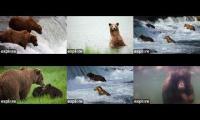 Katmai National Park, Alaska, USA 2020 Bear Cams