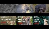 2020 Misc. Animal Reserves & Parks Africa
