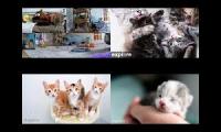 Kitten Academy, Kitten Rescue Sanctuary, and Tiny Kittens