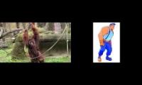 the NEW orangutan song