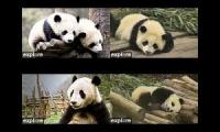 Youtube Four Pandas - Live
