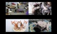 Kitten Academy, Kitten Rescue Sanctuary, Tiny Kittens, Kitkat Playroom