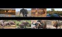 africa2 multiview with multiple cameras