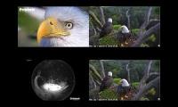 Youtube videos of eaglets in Florida