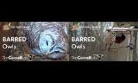 Barred Owl Live Stream