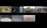 Live Osprey Nest Cameras