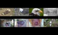 Thumbnail of birdsnestinglivestream1