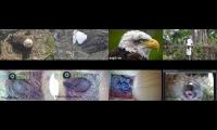 Thumbnail of birdsnestinglivestream1