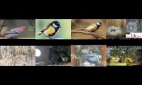 Thumbnail of birdsnestinglivestream37