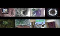 birdsnestinglivestream36