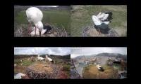 Stork cameras from Europe