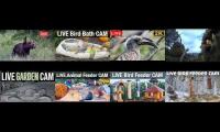 birdsnestinglivestream24