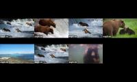 Brooks Falls Bears 2021 All 7 livestreams