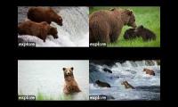 2021 Explore.org Brown Bear live cams