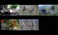 Thumbnail of Bird-Nesting-Livestream2