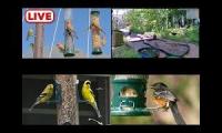 Thumbnail of Bird-feeder-livestream10