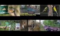 Bird-feeder-livestream10