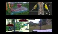 Bird-feeder-livestream10