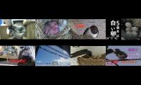 Thumbnail of Bird-Nesting-Livestream4