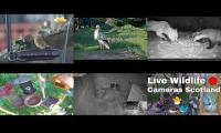 Thumbnail of Bird-feeder-livestream12
