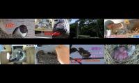 Thumbnail of BirdsNestingBirdsFeeder 2