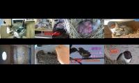 Thumbnail of BirdsNestingBirdsFeeder 2
