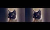 Funny cat videos 2021 Try not to Laugh or grin Challenge - pet cat
