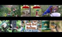 Thumbnail of birdnestinglivesream 21