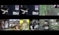Thumbnail of birdnestinglivesream 15 ( B )