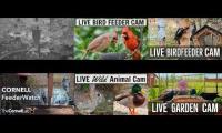 Thumbnail of birdnestinglivesream 4