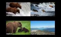 Bears of Katmai 2021 - Seasons End