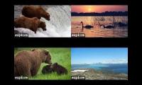 Bears of Katmai 2021 (replaced Riffles with Nak Nak)