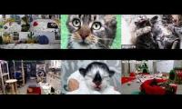 Kittens and Cats Livestreams Galore