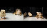 Giant African Bullfrog EATS 2pcs LIVE CHICKS