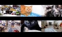 Thumbnail of Kittens and Cats Livestreams Galore