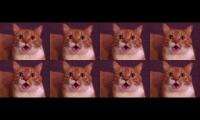 Thumbnail of Talking Kitty Talking Kitty Talking Kitty Clap, Clap, Clap Clap, Clap, Clap, Clap-Clap-Clap