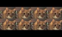 Thumbnail of Cat Face Cat Face Cat Face Cat Face Cat Face Cat Face Cat Face Cat Face