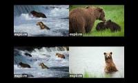 Brown Bears Cams katmai explore