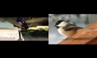 Thumbnail of Gorillaz and the Black Capped Chickadee