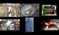 Thumbnail of Amazingearthanimalslivestream