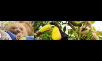 TRR Explore Cams - Sloths & Toucans