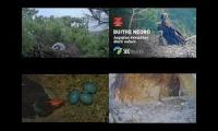 Thumbnail of Amazingearthanimalslivestream