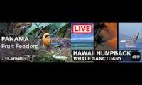 Thumbnail of Amazingearthanimalslivestream
