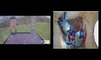 Thumbnail of Amazingearthanimalslivestream