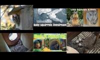 Thumbnail of Amazingearthanimalslivestream
