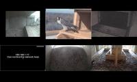 Thumbnail of Amazingearthanimalslivestream