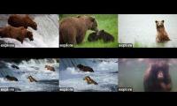 Bear Cams 2023 - Brooks River/Falls, Katmai National Park