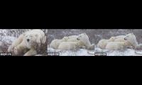 Churchill Polar Bears - LS, LN, B1