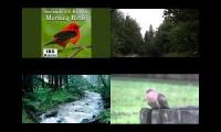 Thumbnail of Moring in the forest with birds and wind and water