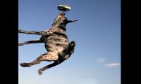 Dog on a unicycle does 2 backflip's - amazing and hilarous!